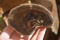 Polished Petrified Wood Branch Pieces x 2 From Gokwe, Zimbabwe