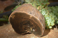 Polished Petrified Wood Branch Pieces x 2 From Gokwe, Zimbabwe