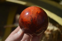 Polished Stunning Carnelian Agate Spheres  x 5 From Madagascar