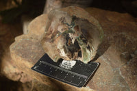 Polished Petrified Wood Branch Pieces x 2 From Gokwe, Zimbabwe