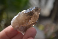 Natural Smokey Quartz Crystals x 12 From Malawi