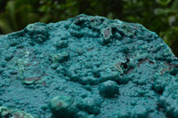 Natural Extra Large Chrysocolla Silica Botryoidal Specimen x 1 From Kulukuluku, Congo - TopRock