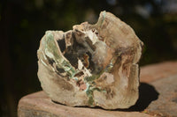 Polished Petrified Wood Branch Pieces x 2 From Gokwe, Zimbabwe