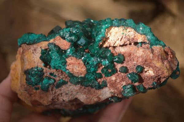 Natural Extra Large Emerald Dioptase Crystal Specimen  x 1 From Likasi, Congo