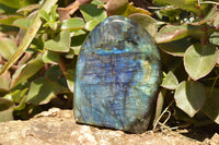 Polished Labradorite Standing Free Forms With Intense Blue & Gold Flash x 3 From Sakoany, Madagascar - TopRock