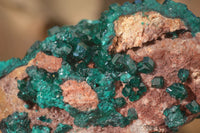 Natural Extra Large Emerald Dioptase Crystal Specimen  x 1 From Likasi, Congo