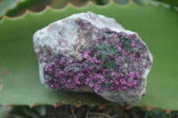 Natural Pink Salrose Cobaltion Dolomite Specimens With Ball Malachite  x 6 From Congo - Toprock Gemstones and Minerals 