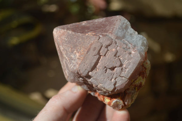 Natural Etched Hematoid Quartz Crystals  x 12 From Ambositra, Madagascar