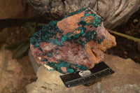 Natural Extra Large Emerald Dioptase Crystal Specimen  x 1 From Likasi, Congo