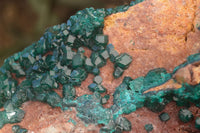 Natural Extra Large Emerald Dioptase Crystal Specimen  x 1 From Likasi, Congo