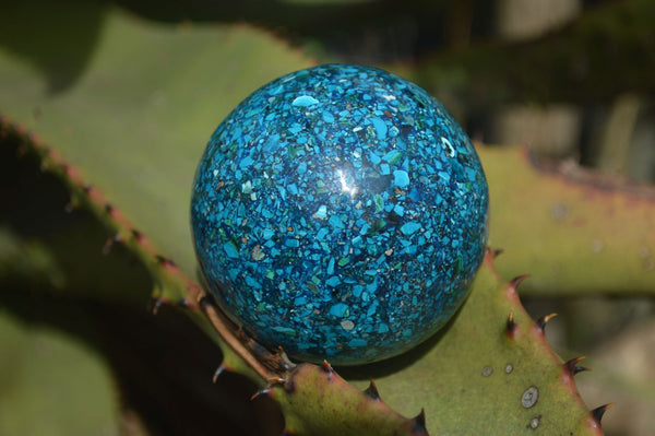 Polished Conglomerate Chrysocolla Spheres  x 2 From Congo