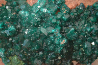 Natural Extra Large Emerald Dioptase Crystal Specimen  x 1 From Likasi, Congo