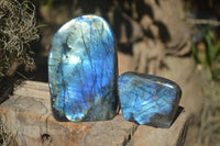 Polished Stunning Labradorite Standing Free Forms With Intense Full Face Flash  x 2 From Tulear, Madagascar