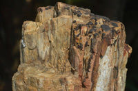 Natural Large Petrified Wood Branch  x 1 From Mahajanga, Madagascar - Toprock Gemstones and Minerals 