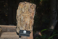 Natural Large Petrified Wood Branch  x 1 From Mahajanga, Madagascar - Toprock Gemstones and Minerals 