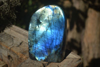 Polished Stunning Labradorite Standing Free Forms With Intense Full Face Flash  x 2 From Tulear, Madagascar