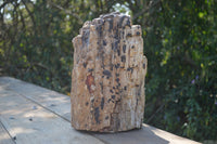 Natural Large Petrified Wood Branch  x 1 From Mahajanga, Madagascar - Toprock Gemstones and Minerals 