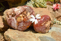 Polished Extra Large Petrified Red Podocarpus Wood Hearts  x 2 From Mahajanga, Madagascar - TopRock