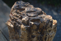 Natural Large Petrified Wood Branch  x 1 From Mahajanga, Madagascar - Toprock Gemstones and Minerals 