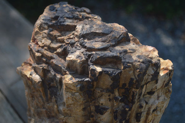 Natural Large Petrified Wood Branch  x 1 From Mahajanga, Madagascar - Toprock Gemstones and Minerals 