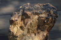 Natural Large Petrified Wood Branch  x 1 From Mahajanga, Madagascar - Toprock Gemstones and Minerals 