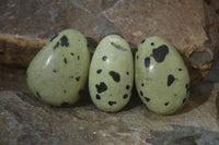 Polished Leopard Stone Free Forms  x 6 From Zimbabwe