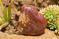 Polished Extra Large Petrified Red Podocarpus Wood Hearts  x 2 From Mahajanga, Madagascar - TopRock