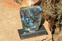 Polished Labradorite Standing Free Forms With Intense Blue & Gold Flash x 3 From Sakoany, Madagascar - TopRock