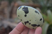 Polished Leopard Stone Free Forms  x 6 From Zimbabwe