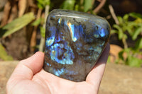 Polished Labradorite Standing Free Forms With Intense Blue & Gold Flash x 3 From Sakoany, Madagascar - TopRock