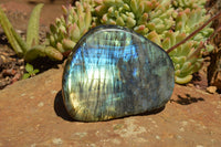 Polished Labradorite Standing Free Forms With Intense Blue & Gold Flash x 3 From Sakoany, Madagascar - TopRock