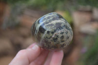 Polished Leopard Stone Free Forms  x 6 From Zimbabwe