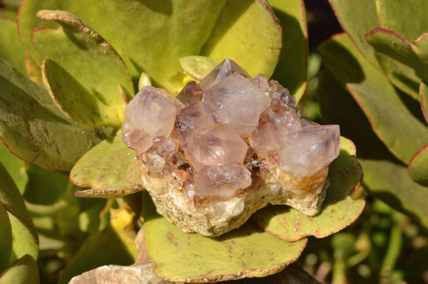 Natural Mixed Selection Of Spirit Cactus Quartz Clusters  x 14 From Boekenhouthoek, South Africa - TopRock