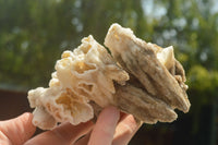 Natural Fluorescent Drusy Quartz Coated Dog Tooth Calcite Specimens x 6 From Alberts Mountain, Lesotho - TopRock