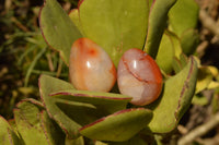 Polished Small Carnelian Agate Eggs  x 20 From Madagascar - TopRock