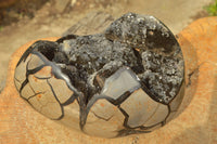 Polished Septerye Sauvage Dragons Egg With White Calcite Crystals On Black Crystalized Calcite x 1 From Mahajanga, Madagascar - TopRock