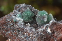 Natural Drusy Coated Ball Malachite On Dolomite Specimens  x 2 From Likasi, Congo