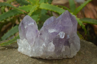 Natural Jacaranda Amethyst Clusters x 2 From Zambia