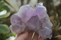 Natural Jacaranda Amethyst Clusters x 2 From Zambia