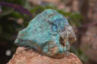 Natural Rough Shattuckite Cobbed Specimens x 12 From Kaokoveld, Namibia