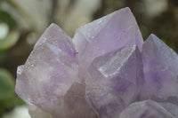 Natural Jacaranda Amethyst Clusters x 2 From Zambia