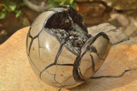 Polished Septerye Sauvage Dragons Egg With White Calcite Crystals On Black Crystalized Calcite x 1 From Mahajanga, Madagascar - TopRock