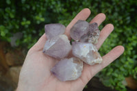 Natural Single Spirit Cactus Quartz Crystals  x 24 From Boekenhouthoek, South Africa - Toprock Gemstones and Minerals 