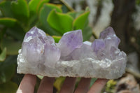 Natural Jacaranda Amethyst Clusters x 2 From Zambia