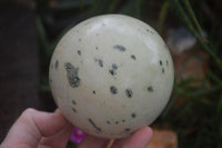 Polished Spotted Leopard Stone Spheres  x 2 From Zimbabwe - Toprock Gemstones and Minerals 