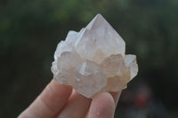 Natural Single Spirit Cactus Quartz Crystals  x 24 From Boekenhouthoek, South Africa - Toprock Gemstones and Minerals 