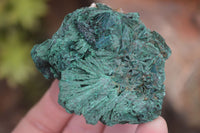 Natural Chatoyant Silky Malachite Specimens  x 12 From Kasompe, Congo