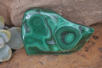 Polished Flower Banded Malachite Free Forms  x 12 From Congo - Toprock Gemstones and Minerals 