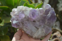 Natural Jacaranda Amethyst Clusters x 2 From Zambia