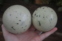 Polished Spotted Leopard Stone Spheres  x 2 From Zimbabwe - Toprock Gemstones and Minerals 